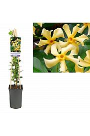 Trachelospermum jasminoides Star of Toscane PBR C2,5 Lit. 40-60 cm