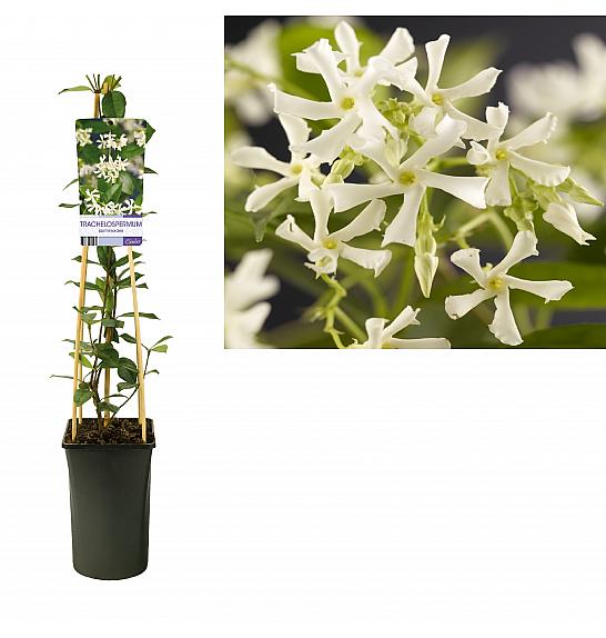 Trachelospermum jasminoides C2,5 Lit. 40-60 cm