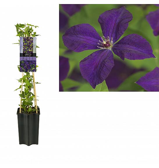 Clematis viticella Polish Spirit C1,5 Lit. 30-40 cm