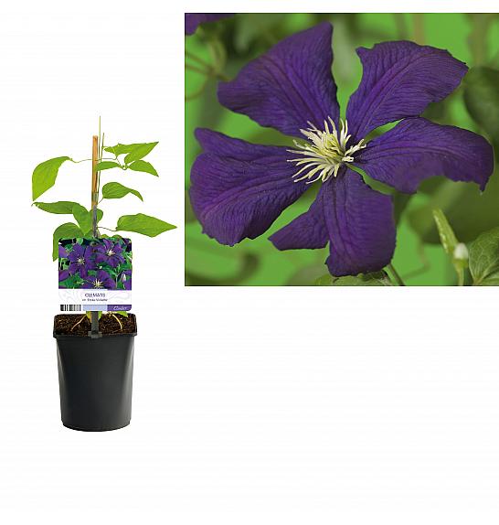 Clematis viticella Etoile Violette C1 Lit. 20-30 cm