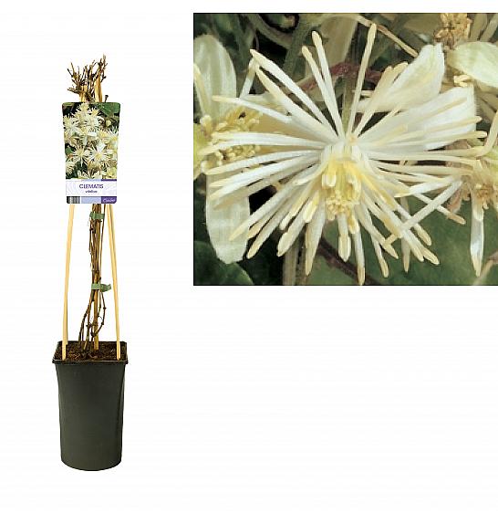 Clematis vitalba C2,5 Lit. 40-60 cm
