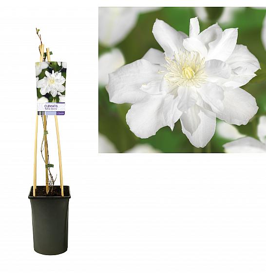 Clematis Sylvia Denny C2,5 Lit. 40-60 cm