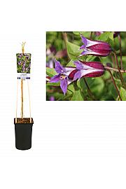 Clematis Prince William PBR C2,5 Lit. 40-60 cm