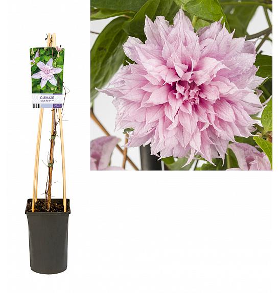 Clematis Multi Pink® PBR C2,5 Lit. 40-60 cm
