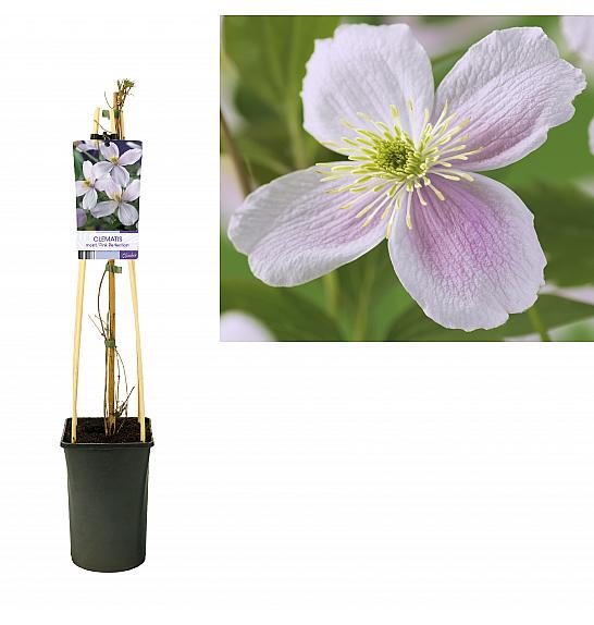 Clematis montana Pink Perfection C2,5 Lit. 40-60 cm