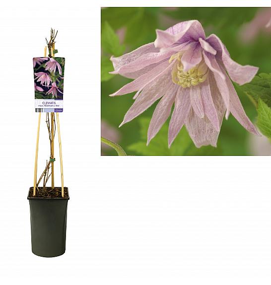 Clematis macr. Markhams Pink C2,5 Lit. 40-60 cm
