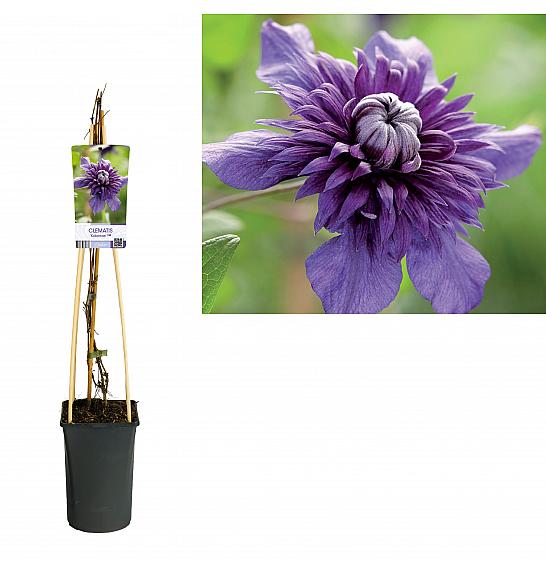 Clematis Kokonoe PBR C2,5 Lit. 40-60 cm