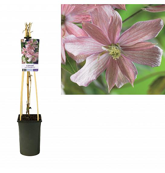 Clematis hybridBroughton S. C2,5 Lit. 40-60 cm
