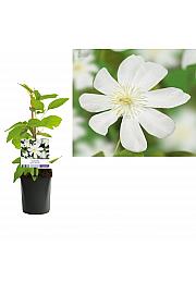Clematis hybrid Wada's Primrose C1 Lit. 20-30 cm