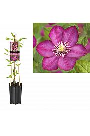 Clematis hybrid Ville de Lyon C1,5 Lit. 30-40 cm