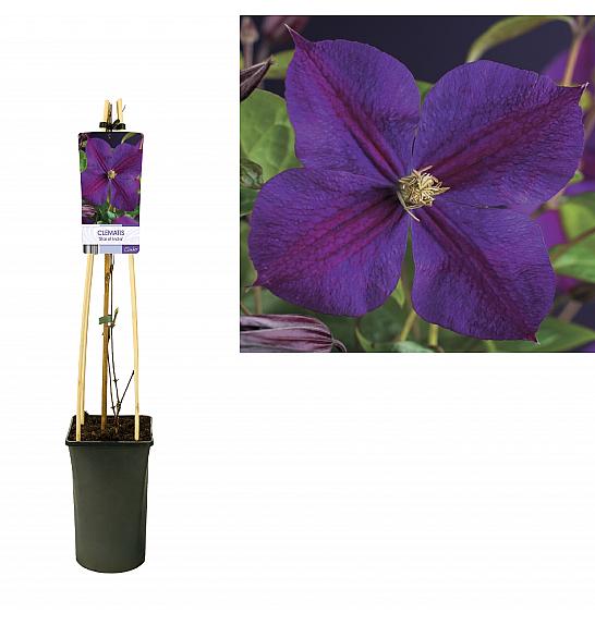 Clematis hybrid Star of India C2,5 Lit. 40-60 cm