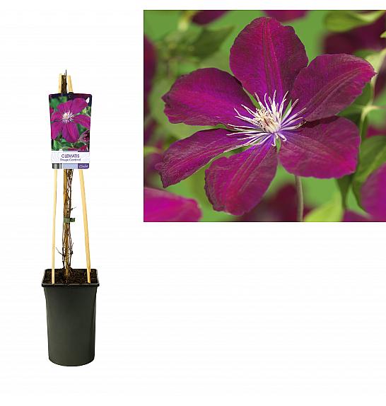 Clematis hybrid Rouge Cardinal C2,5 Lit. 40-60 cm
