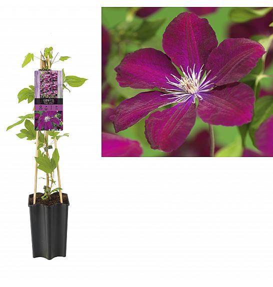Clematis hybrid Rouge Cardinal C1,5 Lit. 30-40 cm