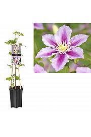 Clematis hybrid Piilu C1,5 Lit. 30-40 cm