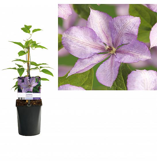 Clematis hybrid Margaret Hunt C1 Lit. 20-30 cm