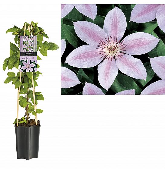 Clematis hybrid John Paul II C1,5 Lit. 30-40 cm