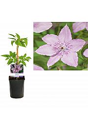 Clematis hybrid Hagley Hybrid C1 Lit. 20-30 cm