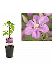 Clematis hybrid Comtesse de Bouchaud C1 Lit. 20-30 cm