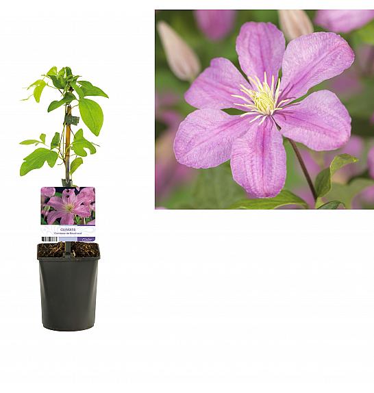Clematis hybrid Comtesse de Bouchaud C1 Lit. 20-30 cm
