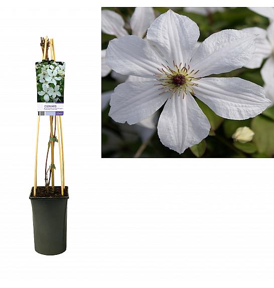 Clematis Forever Friends PBR C2,5 Lit. 40-60 cm