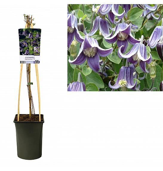 Clematis Fascination PBR C2,5 Lit. 40-60 cm