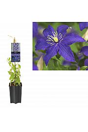 Clematis hybrid Rhapsody C1,5 Lit. 30-40 cm