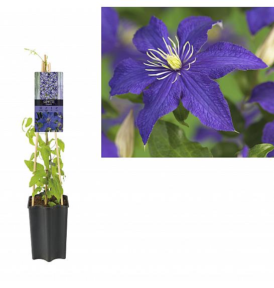 Clematis hybrid Rhapsody C1,5 Lit. 30-40 cm