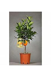Citrus sinensis Ø18 mix Na Steblu 20 cm