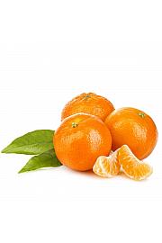 Citrus sinensis Mandarina Ø18 Na steblu 30 cm