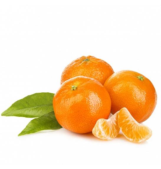 Citrus sinensis Mandarina Ø18 Na steblu 30 cm