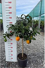 Citrus sinensis Limon Rosso Ø24 Na steblu 50 cm