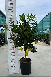 Citrus sinensis Limon Ø35 Na steblu 60 cm