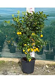 Citrus sinensis Limon Ø50 Na steblu 60 cm