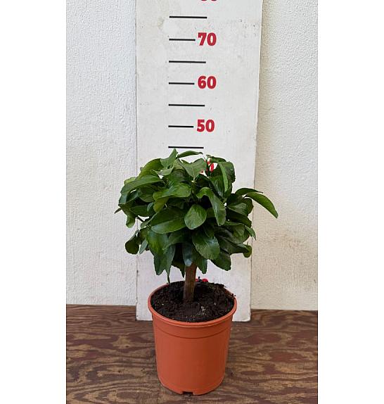 Citrus sinensis Limon Ø17 Na steblu 20 cm