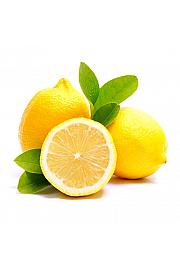Citrus sinensis Limon Ø14x14 Na steblu 15 cm