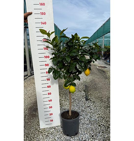Citrus sinensis Limon Ø24 Na steblu 50 cm