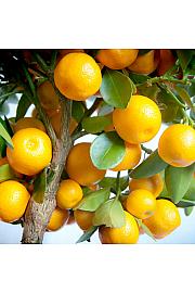 Citrus microcarpa Calamondin Ø20 Na steblu 30 cm