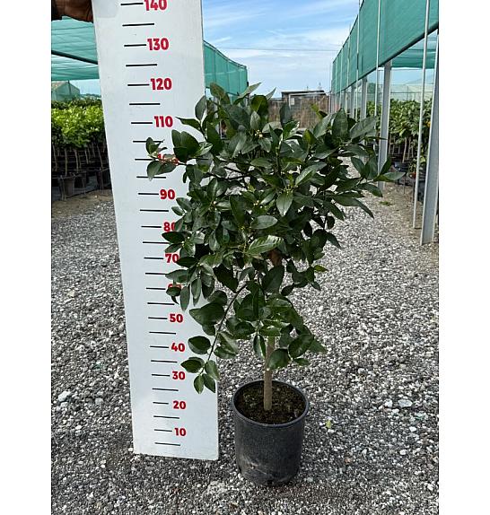 Citrus aurantifolia Lime Verde Ø24 Na steblu 50 cm