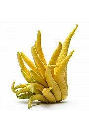 Citrus sinensis Buda´s Hand Ø20 Na steblu 30 cm