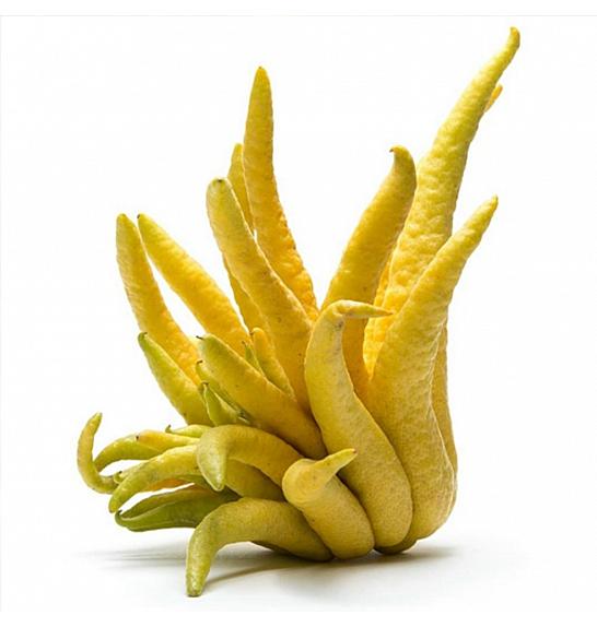 Citrus sinensis Buda´s Hand Ø20 Na steblu 30 cm