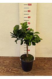 Citrus sinensis Buda´s Hand Ø20 Na steblu 30 cm