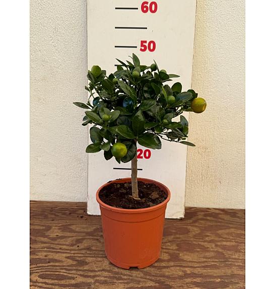Citrus microcarpa Calamondin Ø17 Na steblu 20 cm