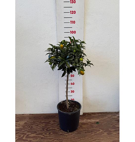 Citrus japonica Kumquat Ø24 Na steblu 50 cm