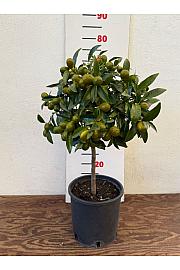 Citrus japonica Kumquat Ø20 Na steblu 40 cm