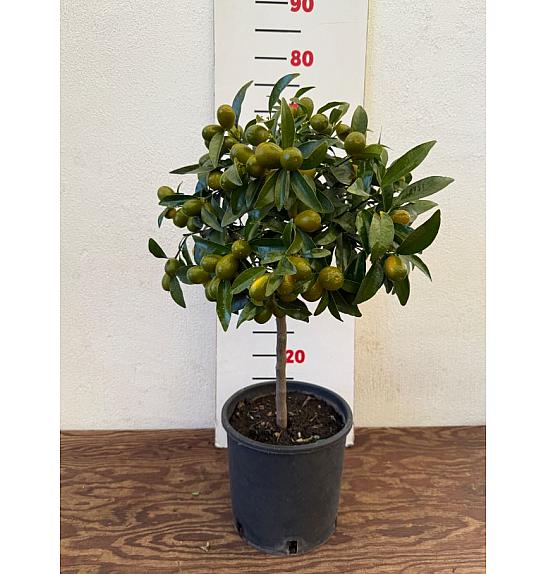 Citrus japonica Kumquat Ø20 Na steblu 40 cm