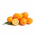 Citrus japonica Kumquat Ø14x14 Na steblu 15 cm