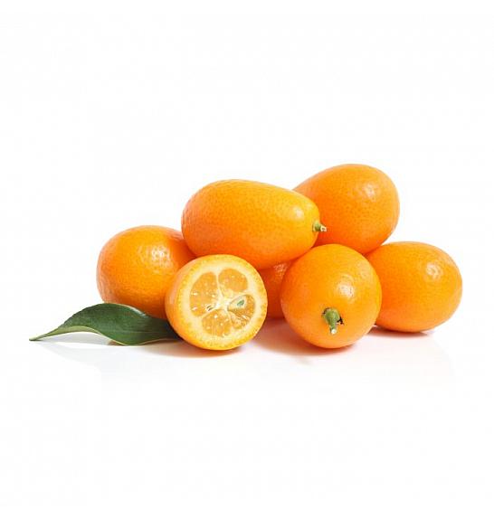 Citrus japonica Kumquat Ø14x14 Na steblu 15 cm