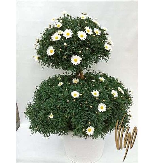 Chrysanthemum frutescens Ø35 bela forma