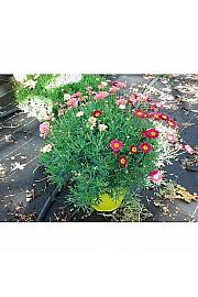 Chrysanthemum frutescens Ø25 trio