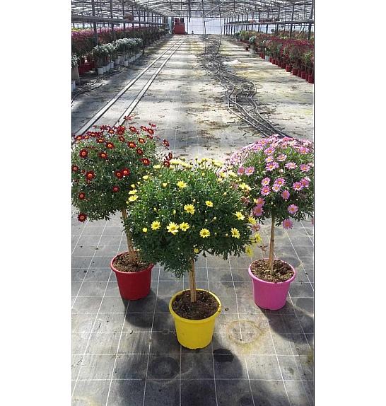 Chrysanthemum frutescens Ø25 mix Na Steblu 30 cm